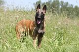 MALINOIS 807